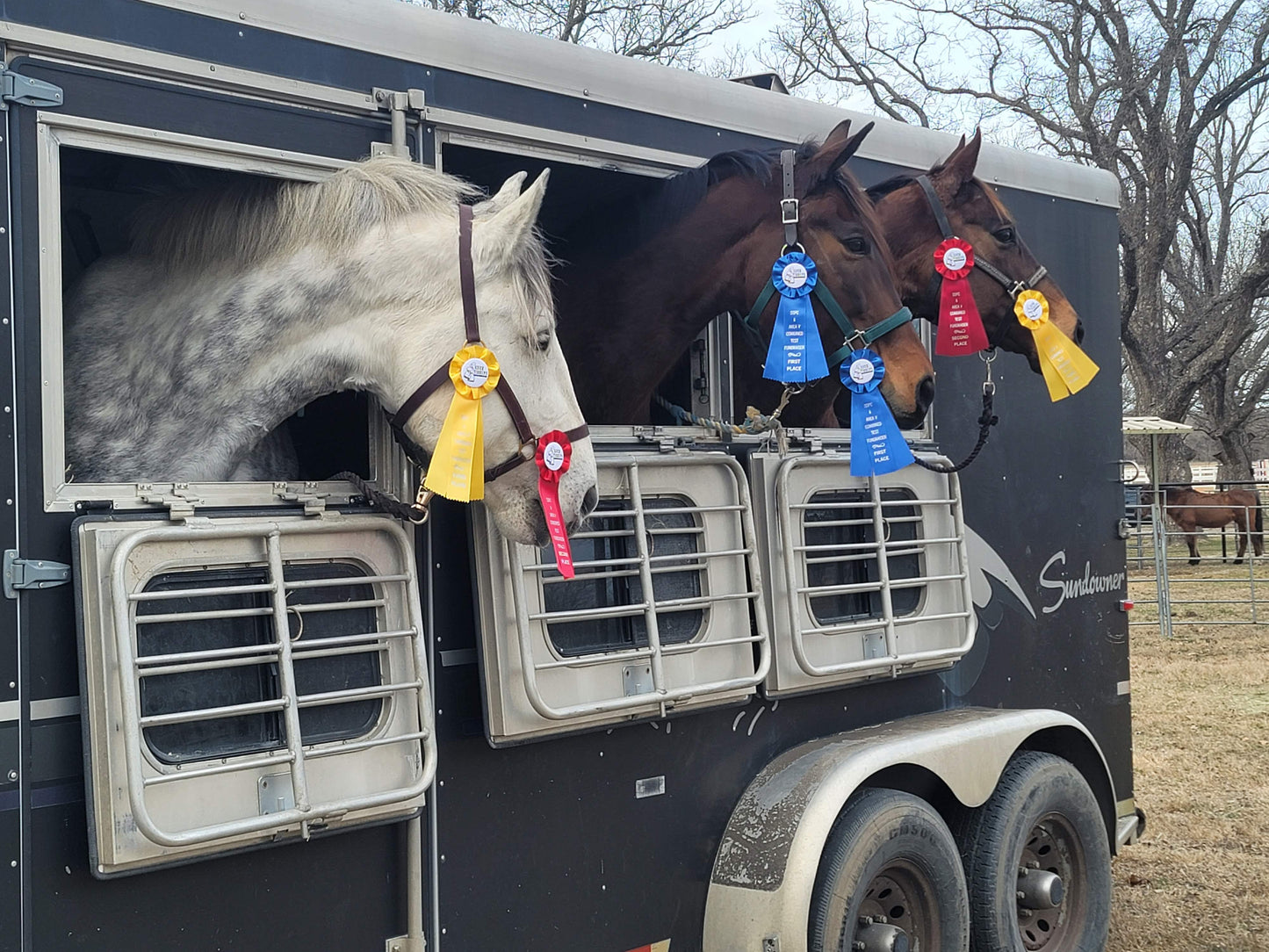Coaching at Shows or Schoolings